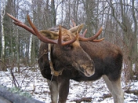 кострома 3.jpg