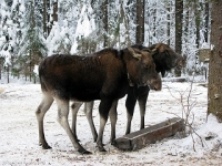 кострома 5.jpg