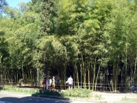 42 бамбуковая роща.jpg